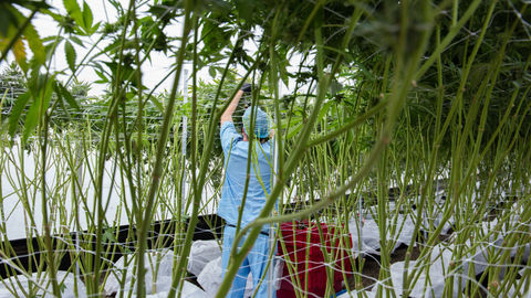 Cosecha de Cannabis medicinal