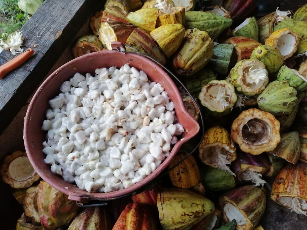 Thumbnail: El Gualiqueme® - Cacao en Grano Seco - 1Lb.