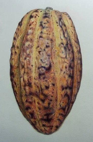 Criollo Cacao Fruit / Mazorca de Cacao Criollo