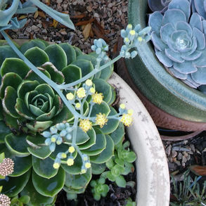 Potted succulents