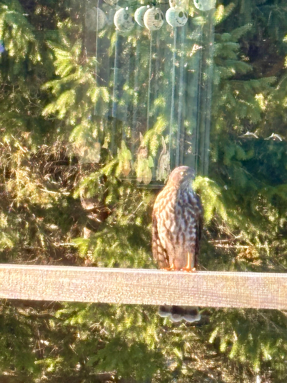 The Hawk and the Holy Pause