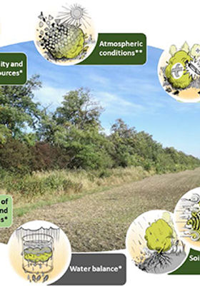 Windschutzhecken (Quelle: https://iopscience.iop.org/article/10.1088/1748-9326/ac1d0d?utm_source=researchgate.net&utm_medium=article#erlac1d0df6)