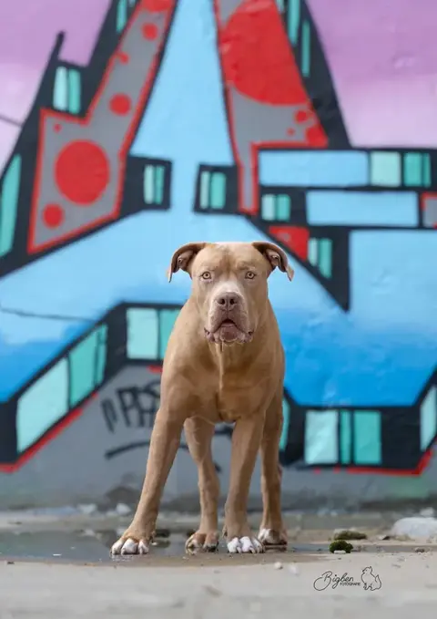 BullStaff-Hilfe Hund Ruedi stehend