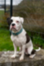 •	BullStaff-Hilfe Hund Manfred sucht sein Zuhause