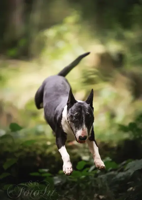 Verspielte BullStaff-Hilfe Hündin Shucra 