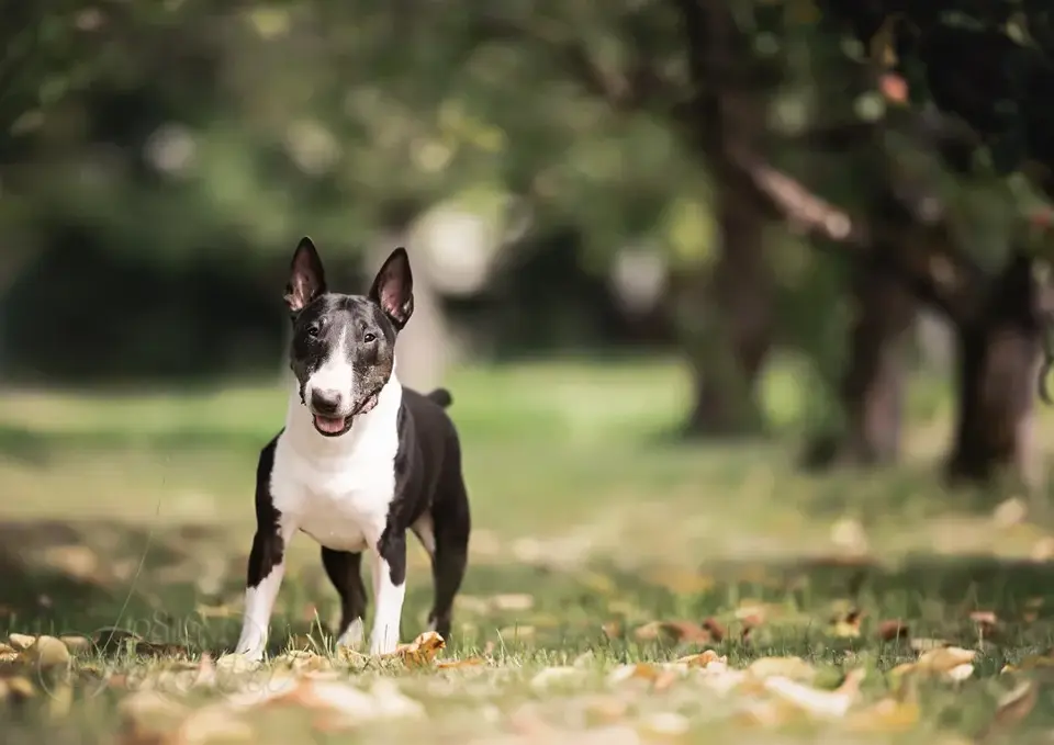 BullStaff-Hilfe Hündin Shucra geniesst die Sonne