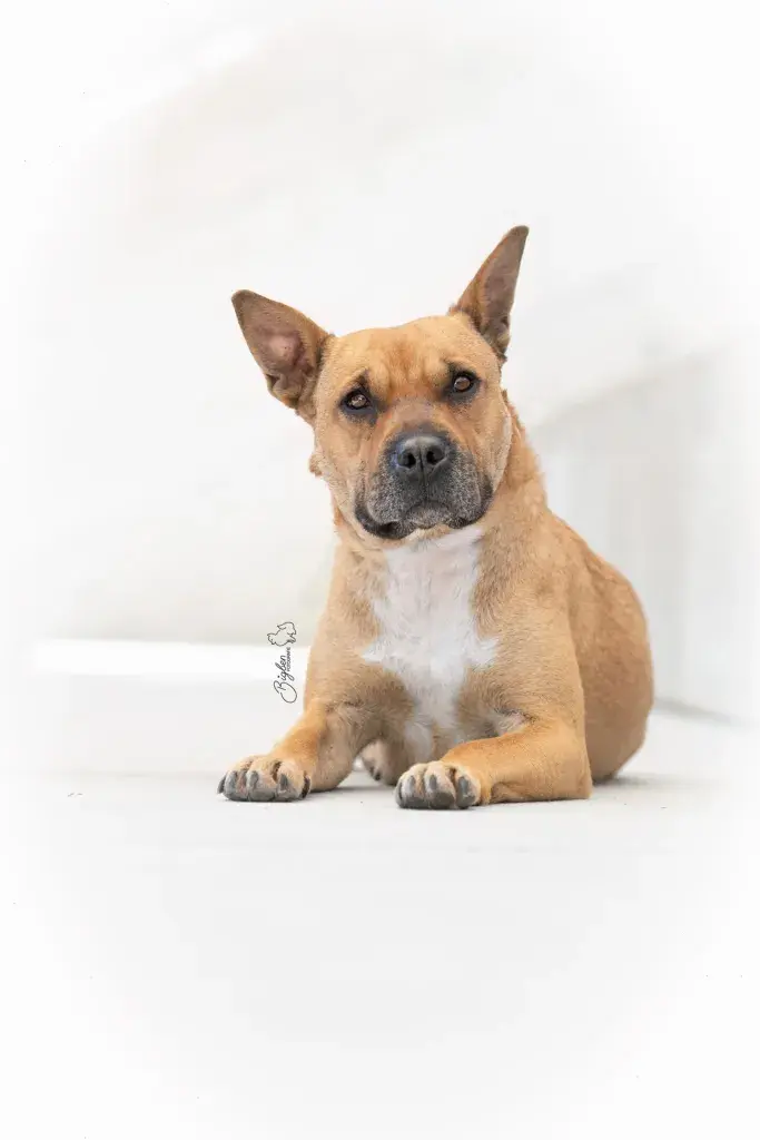 BullStaff-Hilfe Hündin Gamora sucht ihr Zuhause