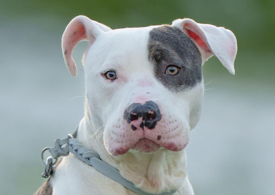 Xavier Bullstaff-Hilfe Hund nach vorne blickend