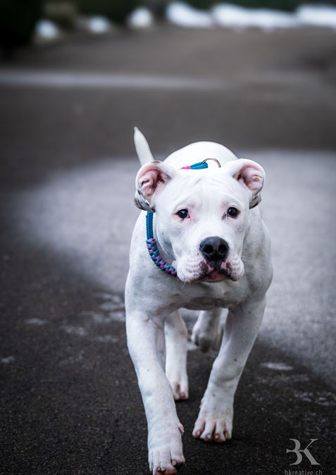 SNÖflöckli Bullstaff-Hilfe Hund spazierend