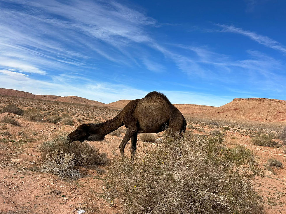 A camel in the Moroccan desert