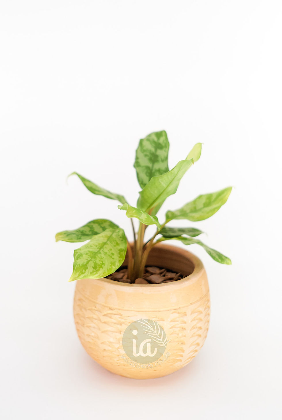 Miniatura: Aglaonema Commutatum