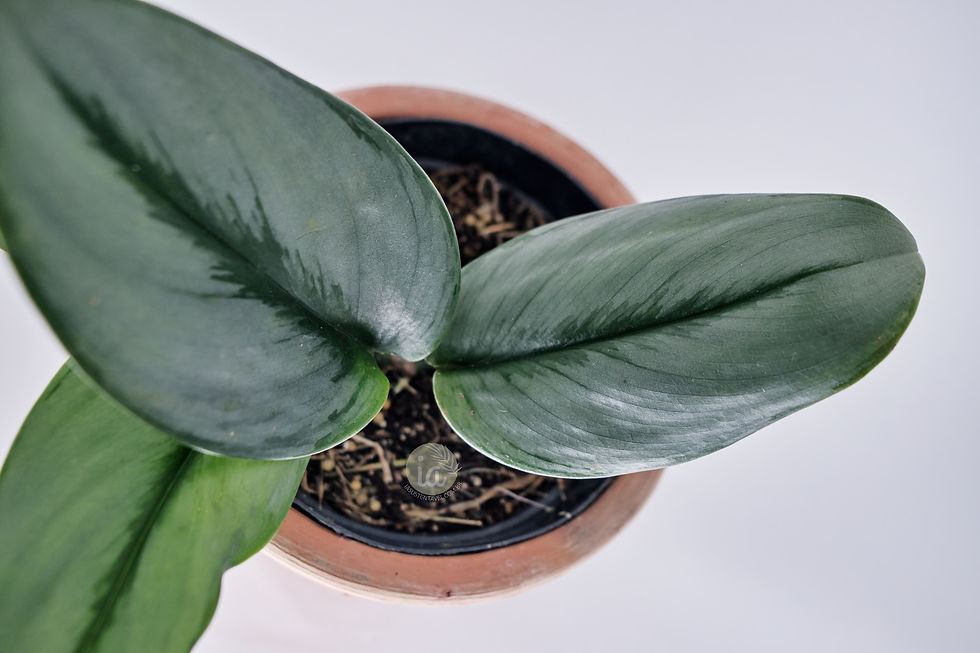 Miniatura: Jiboia Moonlight (Scindapsus Treubii)