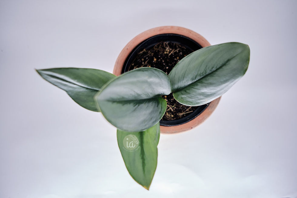 Miniatura: Jiboia Moonlight (Scindapsus Treubii)