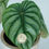 Miniatura: Philodendron Plowmanii