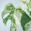 Miniatura: Monstera albo variegata