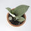 Miniatura: Sansevieria Moonshine