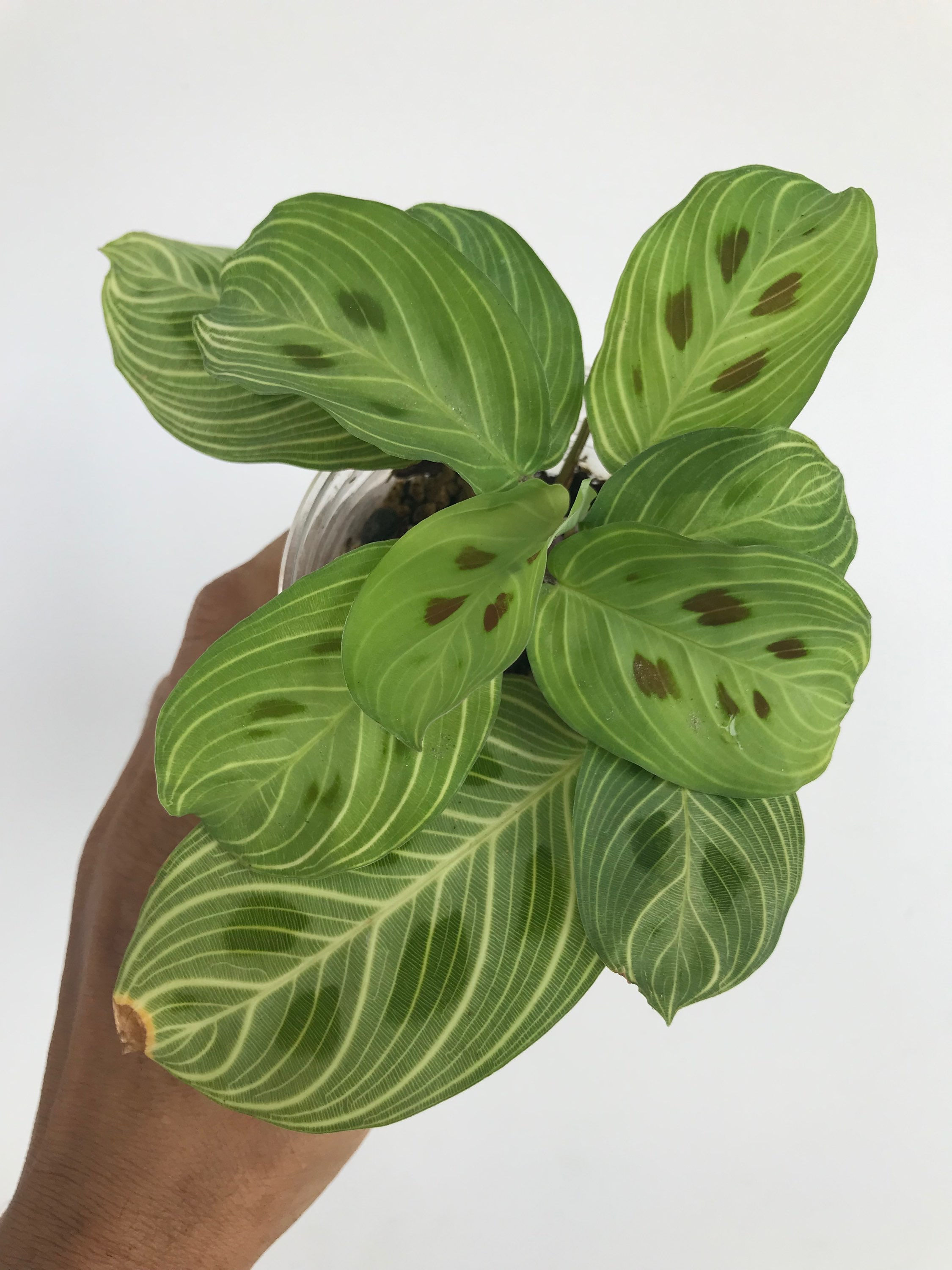 Maranta light veins