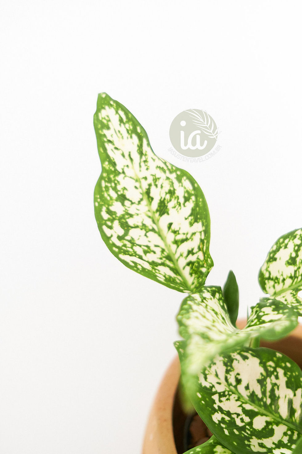 Miniatura: Aglaonema Spring Snow