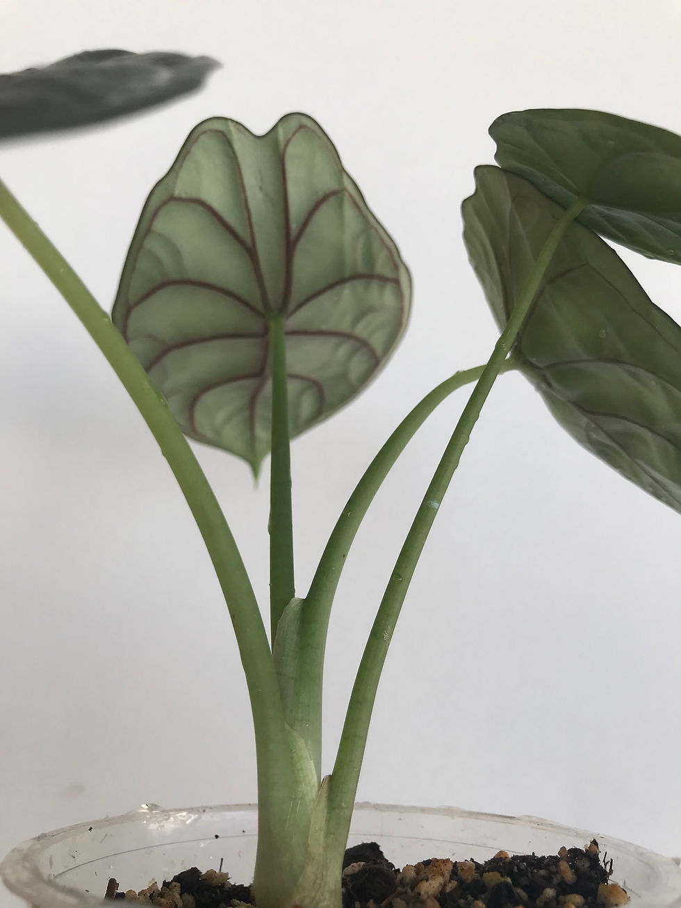 Miniatura: Alocasia Dragon Scale