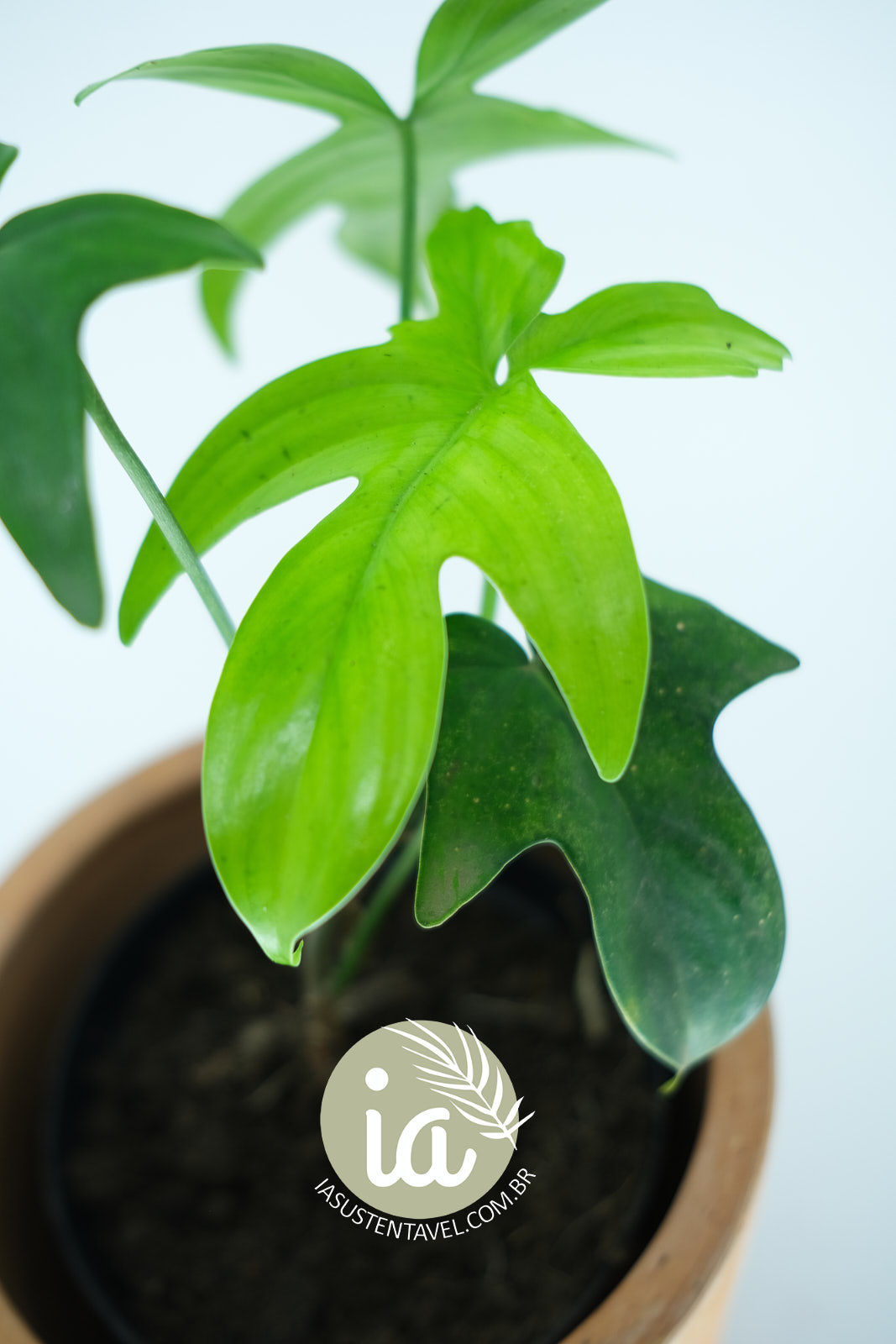 Philodendron Pedatum