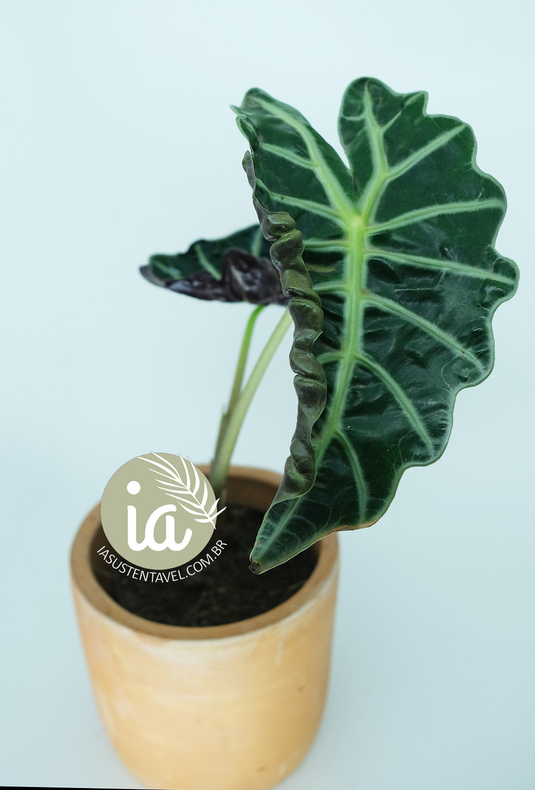 Alocasia Amazônica