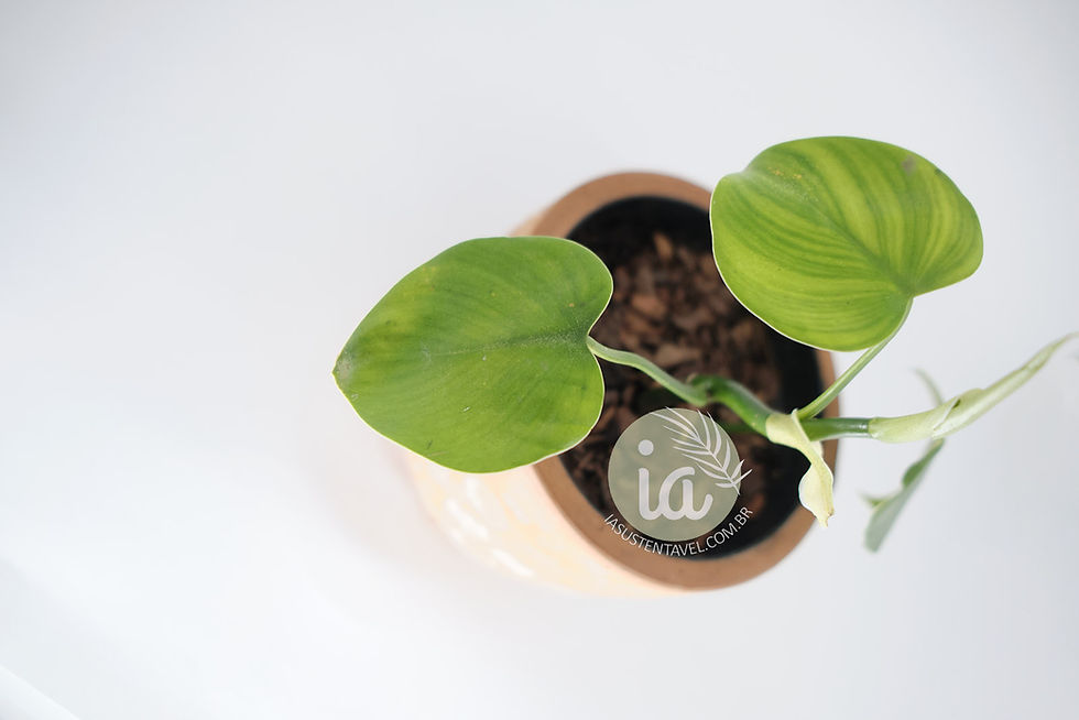 Miniatura: Philodendron Microstictum