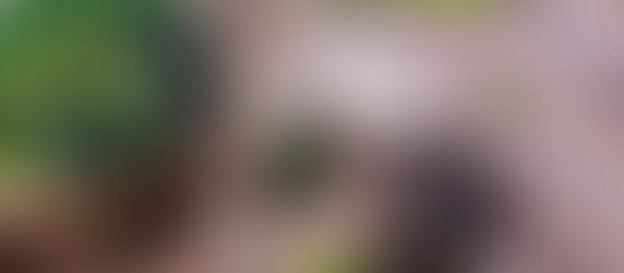 Tiroida, varza și rudele ei...