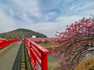 河津の桜祭り会場は大変賑わってました。