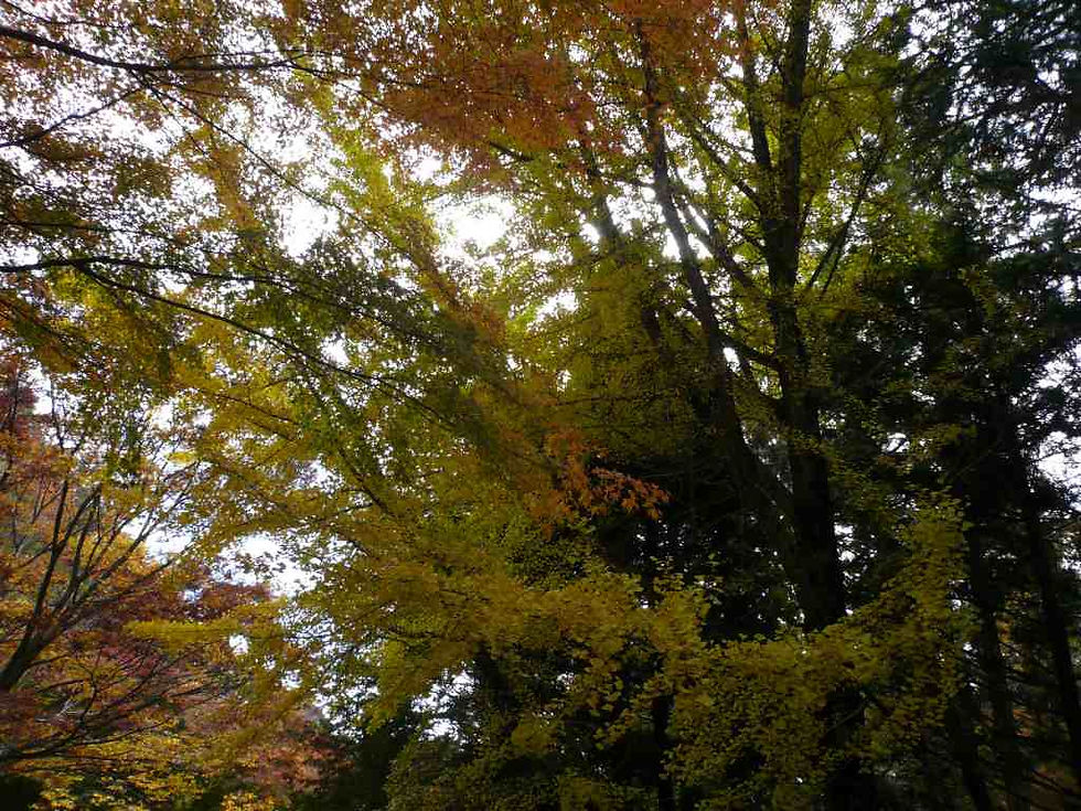 神戸森林植物園1