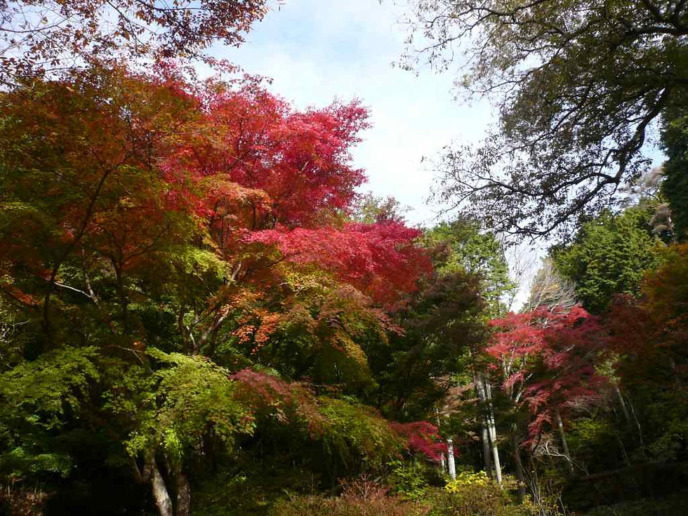 神戸森林植物園2