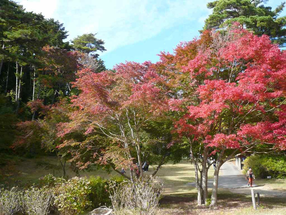 神戸森林植物園5