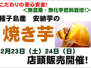 安納芋の焼き芋!