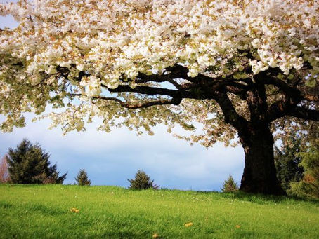 A crÃtica, o elogio e a natureza livre da mente