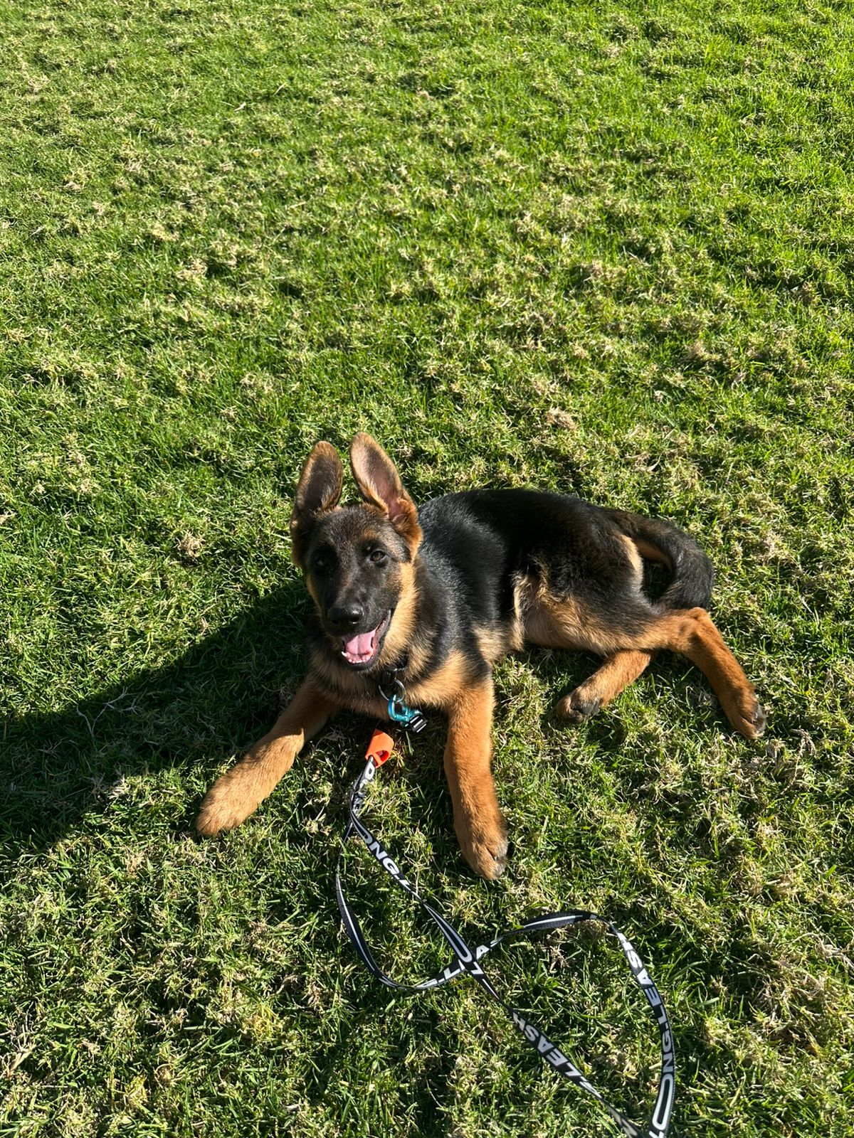 Nala