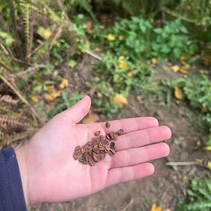 Seeds
