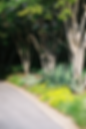 Garden path lined with trees, agave, and yellow groundcover