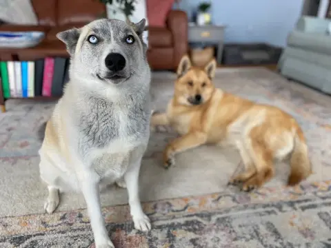 Light gray dog with blue eyes, tan dog indoors