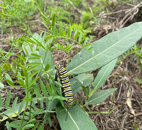 Caterpillar