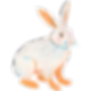 rabbit graphic