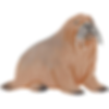 seal graphic
