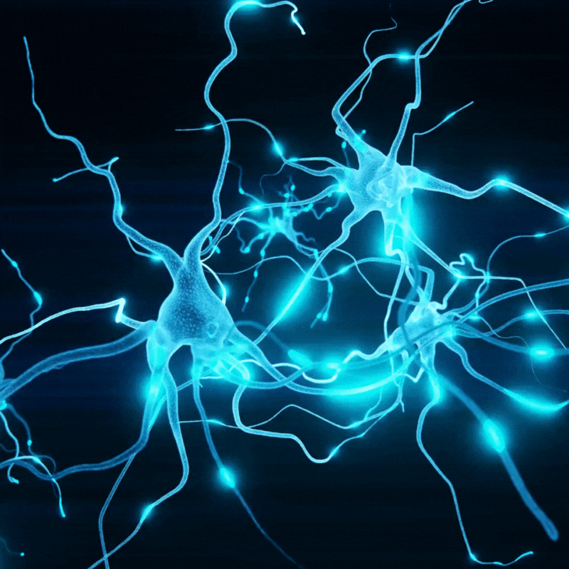 Nerve Cell 2