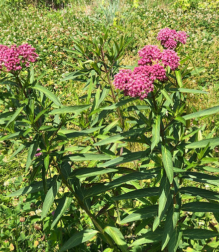 Milkweed