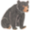 bear graphic
