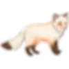 fox graphic