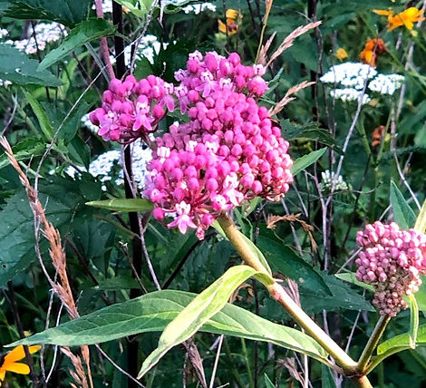 Milkweed