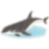 orca graphic