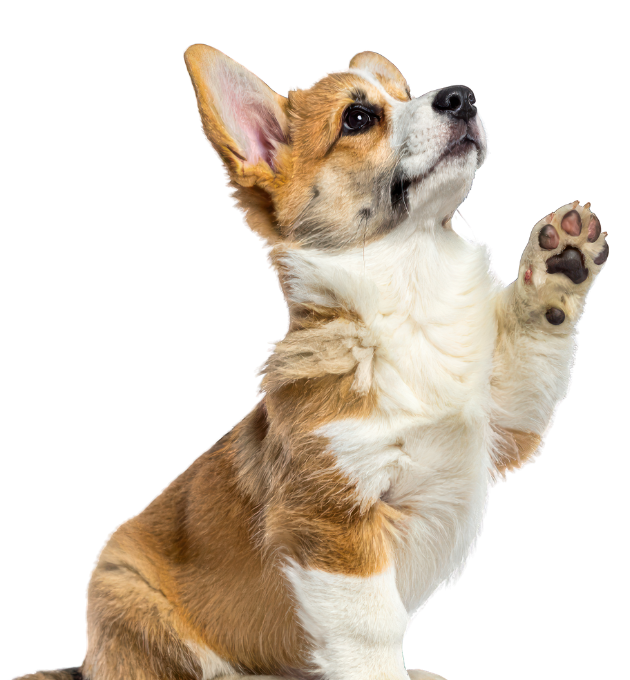 Untitled design (3).png