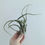 Thumbnail: Tillandsia Medusae Air Plant - MEDIUM