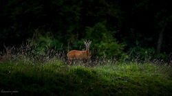 leonarderic.photos _ Une rencontre comme on les aime tant