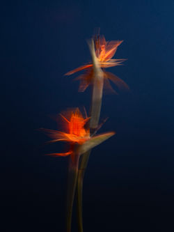 20_TAPG_TB_Tropical_Love_2025_PAPER_UNFRAMED_A3_1700HKD